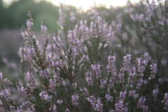 heide#(20230815)a flora