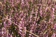 heide#(20210815)a flora