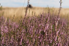 heide#(20210815)b flora