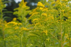 guldenroede#(20210815) flora