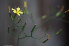 muursla#(20230818) flora