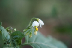 nachtschade#(20230818) flora
