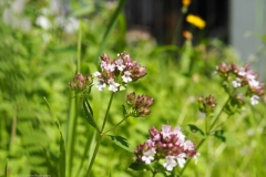 marjolein#(20230818)a flora