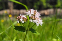 marjolein#(20230818)b flora