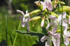 zeepkruid#(20230818) flora