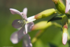 zeepkruid#(20230818)b flora