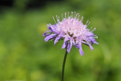 knautia#(20230818) flora