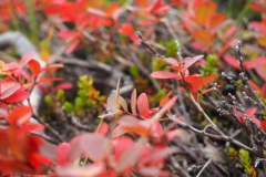 cranberry#(20220823) flora