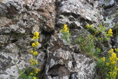 cipreswolfsmelk#(20220824) flora