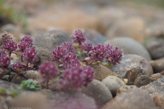 spaans vetkruid#(20220825) flora