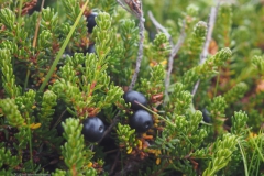 heide#(20220825) flora