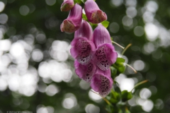 vingerhoedskruid#(20230828) flora