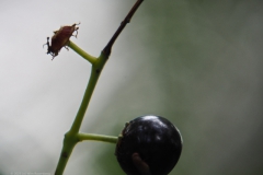 vogelkers#(20230828) flora