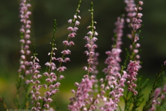 hei#(20230828) flora