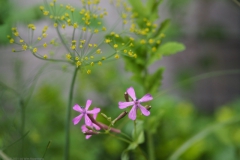 dille#(20210829) flora