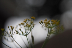 dille#(20210829) flora