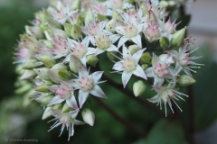 sedum#(20190829) flora