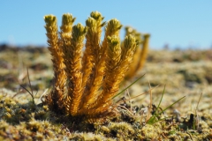 dennenwolfsklauw#(20220901) flora