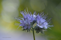 phacelia#(20210902)b flora