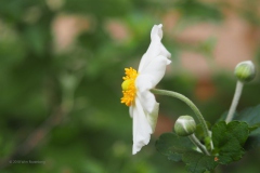anemoon#(20180903)a flora