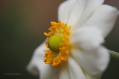 anemoon#(20180903)aa flora