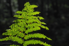 varen#(20200905) flora