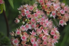 sedum#(20210906) flora