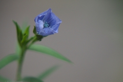 vlas#(20210911) flora