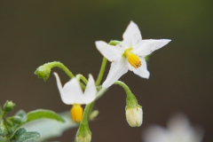 nachtschade#(20210911) flora