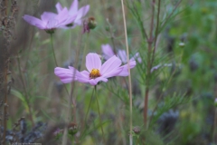 cosmos#(20230911)a flora