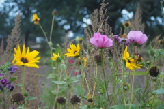cosmos#(20230911)b flora