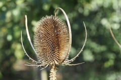 distel#(20190914) flora