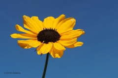 zonnebloem#(20190914) flora
