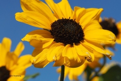 zonnebloem#(20190914)a flora