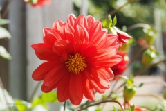 dahlia#(20200915) flora