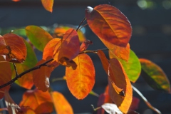 krentenboompje#(20190920) flora