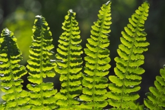 varen#(20210922) flora