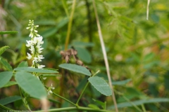 klaver#(20210923) flora