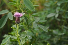 distel#(20210923) flora