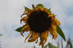 zonnebloem#(20210926) flora