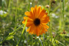 tuingoudsbloem#(20210926) flora