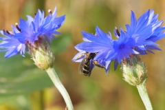 korenbloem#(20210926) flora