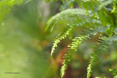 varen#(20190927) flora