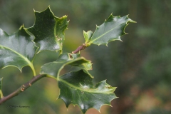hulst#(20190927) flora