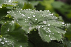 vrouwenmantel#(20200929)b flora