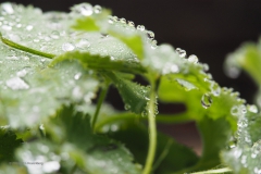 vrouwenmantel#(20200929) flora