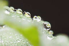 vrouwenmantel#(20200929)a flora