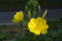 teunisbloem#(20230930) flora