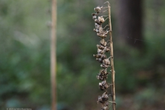 vingerhoedskruid#(20230930) flora
