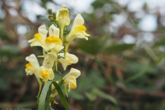 vlasbekje#(20221004) flora